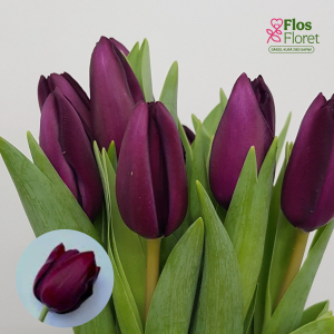 BR186. Tulpe - NIGHT VISION