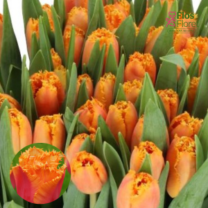 BR187. Tulpe - OGENE