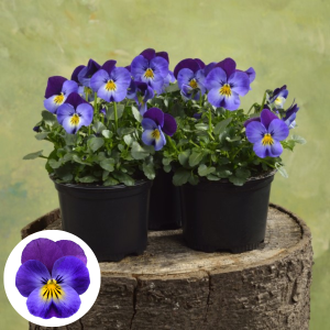 Atraitnīte - Colgante Lavender Beacon