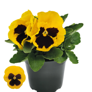 Atraitnīte - Select Golden-Blotch (early)  agrā