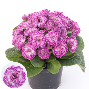 Primula - Belarina Candy Frost