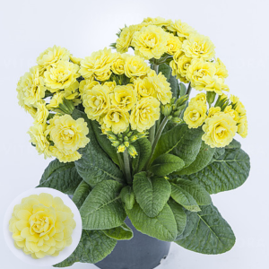 Primula - Pollyanna Fresh Lemon