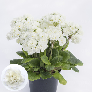 Primula Pollyanna Frosty White