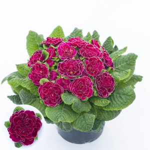 Primula - Prima Belerina Cranberry Picotee