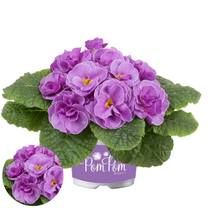 Primula - Pom Pom F1 Early Neon Violet...