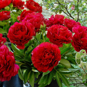 RPA52_Peonija - Henry Bockstoce