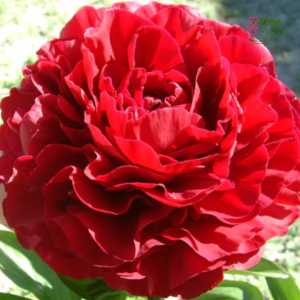 RPA25_ Peonija - Old Faithful