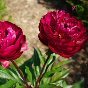 Peonija - Peter Brand