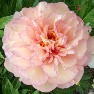 Peonija - Scrumdidleumptious