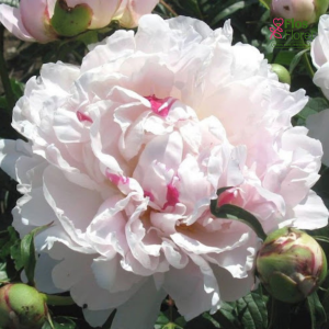 Peonija - Pienziedu peonija Chinook