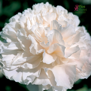 Peonija - Pienziedu peonija Moonlit Snow