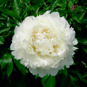 Peonija - Pienziedu peonija Dr.F.G. Brethour