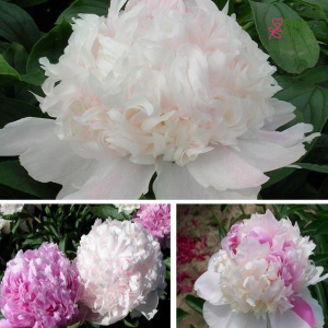 Peonija - Pienziedu peonija Mister Ed
