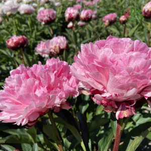 Peonija - Pienziedu peonija Pietertje Vriend Wagenaar