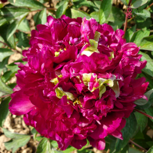 Krūmpeonija - Fragrant Champion (Guan Qun Fang)