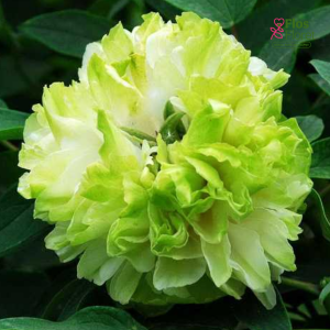 Krūmpeonija - Green Jade (Lu Mu Yin Yu)