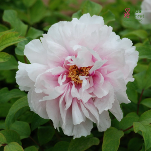 Krūmpeonija - Peachy Snow (Xue Ying Tao Hua)