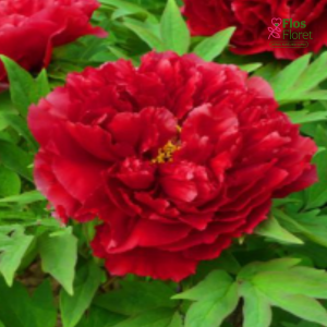 Krūmpeonija - Red Lotus (Fang Ji)