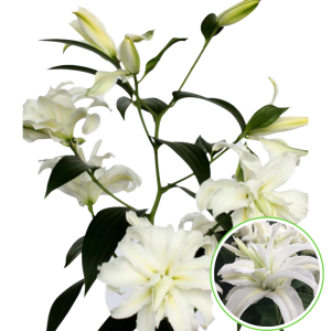 Lilija  - OR Polar Star