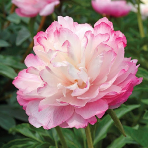 RPA20_ Peonija - Joker