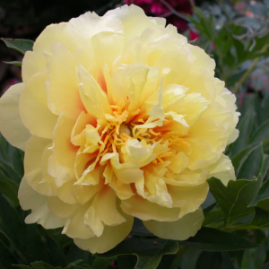 RPA35_ Peonija - Bartzella (ITOH)