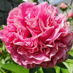 RPA10_ Peonija - Carnation Bouqet