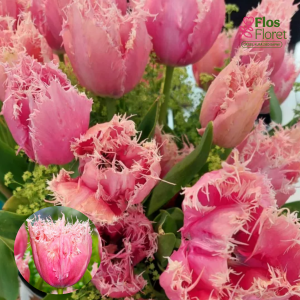 BR188. Tulpe - PALEIS HET LOO