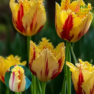 BR190. Tulpe - PARTY CLOWN