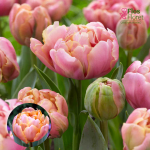 BR193. Tulpe - PINK STAR