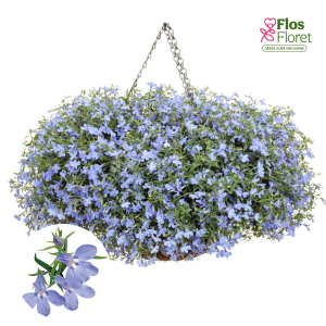 PV1010. Lobēlija -  Laguna® Trailing Sky Blue