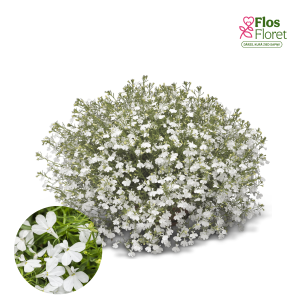 PV1011. Lobēlija -  Laguna® Trailing White