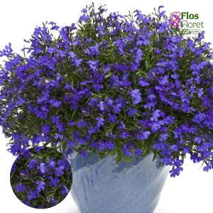 PV1012. Lobēlija -  Laguna® Trailing Dark Blue