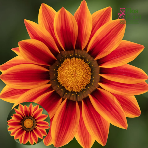 PV1038. Gazānija -  Big Kiss F1 Orange Flame