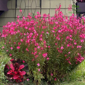 PV1048. Gaura -  Belleza® Dark Pink