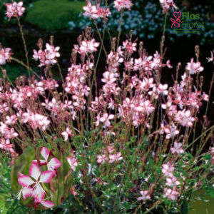 PV1049. Gaura -  Belleza® Bicolor