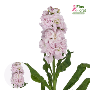 PV1099. Parastā Lefkoja -  Impala Cherryblossom 2 (JAUNUMS)