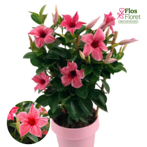 PV1105. Mandevilla - DIPLADENIA SUNDAVILLE Flamingo