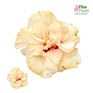 PV1110. Ķīnas hibisks -  Adonicus Double White