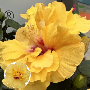 PV1111. Ķīnas hibisks -  Adonicus Double Yellow