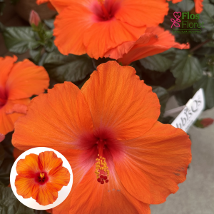 PV1117. Ķīnas hibisks - Hera