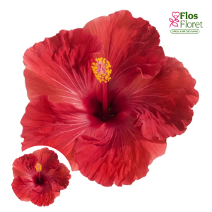 PV1120. Ķīnas hibisks -  Volcano