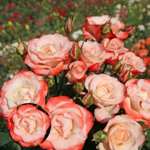 PV1122. Roze -  Auf die Freundschaft, 2l podā
