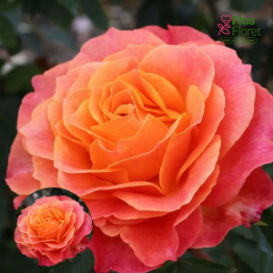 PV1124. Roze -  Better Times, 2l podā