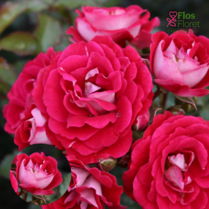 PV1129. Roze -  Corazon, 2l podā