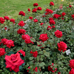 PV1134. Roze -  Grande Amore, 2l podā