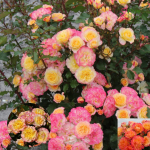 PV1139. Roze -  Landlust, 2l podā