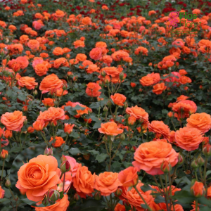 PV1145. Roze -  Phoenix, 2l podā