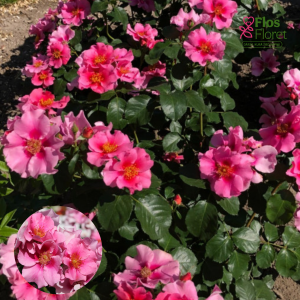 PV1149. Roze -  SEE YOU in pink, 2l podā