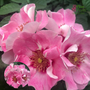 PV1151. Roze -  SEE YOU in rose, 2l podā