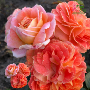 PV1152. Roze -  Samba, 2l podā